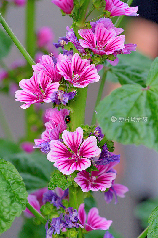 通常是Mallow / Malva Mauritiana / Malva Sylvestris